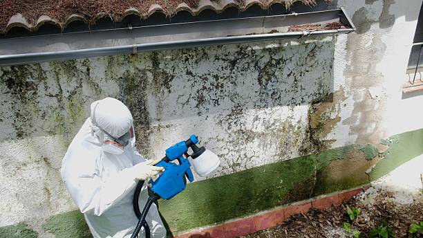 Trusted Black Mold Removal service in Princeton, NC - Cheap Mold Removal